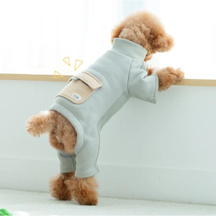 Therapeutic Clothing for dog