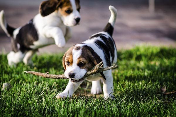 puppy socialization