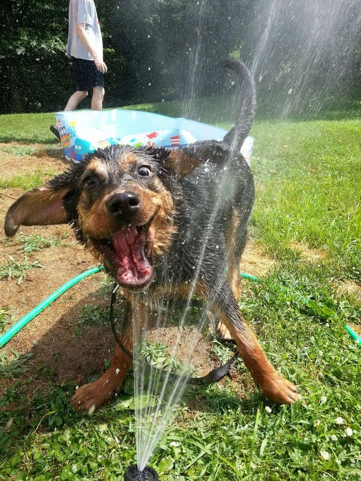 playful dog in summer