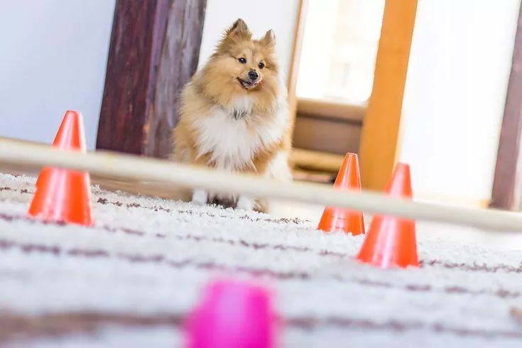 Agility Training with your dog