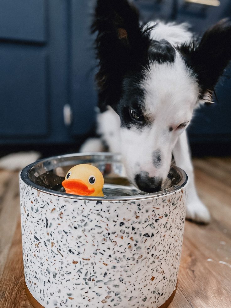 food and water bowls :dogs
