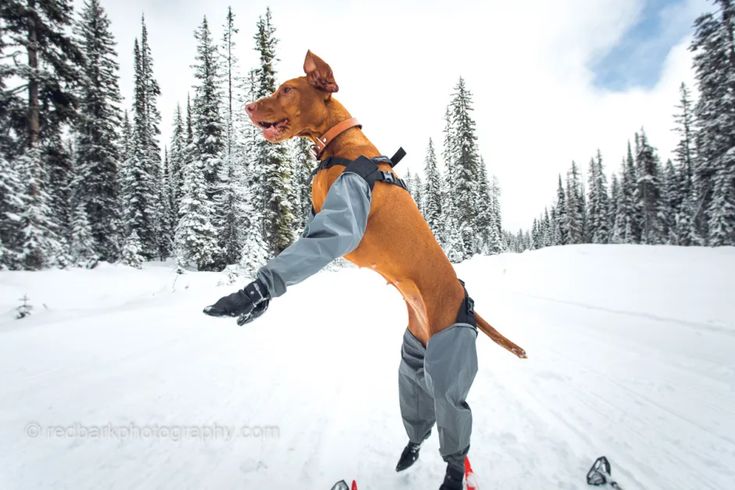 ensuring visibility during walks with dog