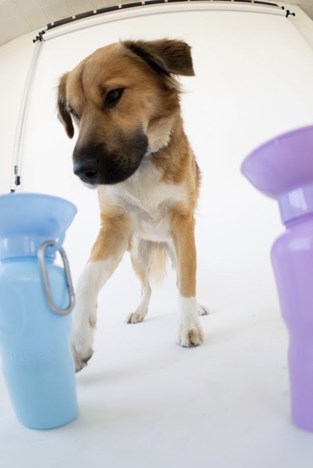 portable water for dogs