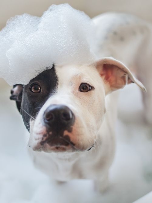 Shampoo and Conditioner:dogs