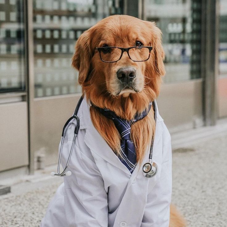 annual check-up for dogs