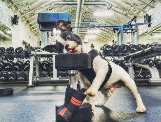 dog fitness exercise