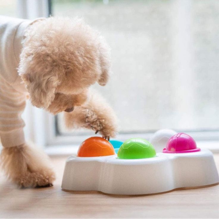 dog's Puzzle Toys