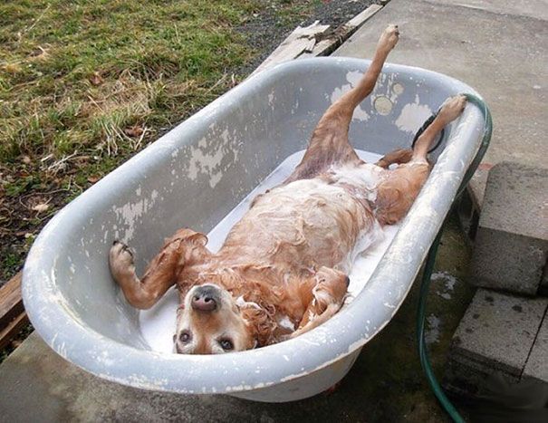 regular baths for dogs 