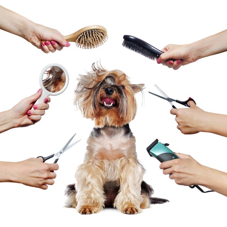 regular brushing for dogs