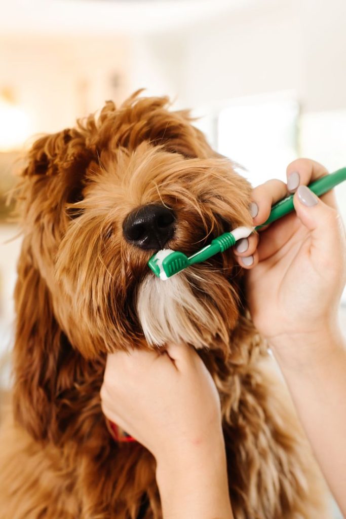 Grooming Tools and Supplies : Toothbrush and Toothpaste