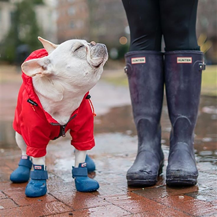 dogs' booties