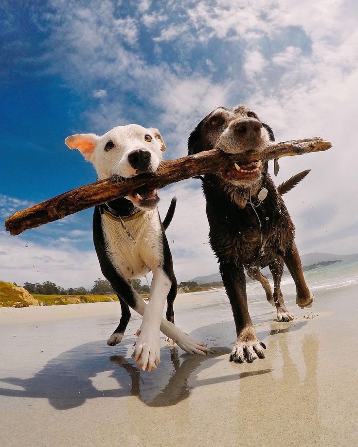 dogs' exercises outdoor in summer