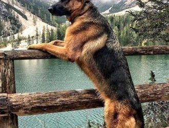 The German Shepherd