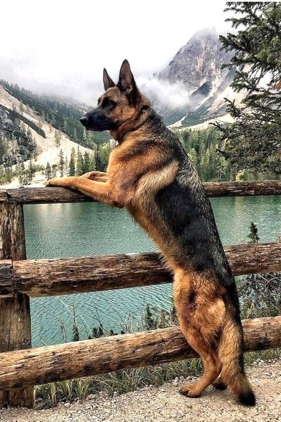 The German Shepherd