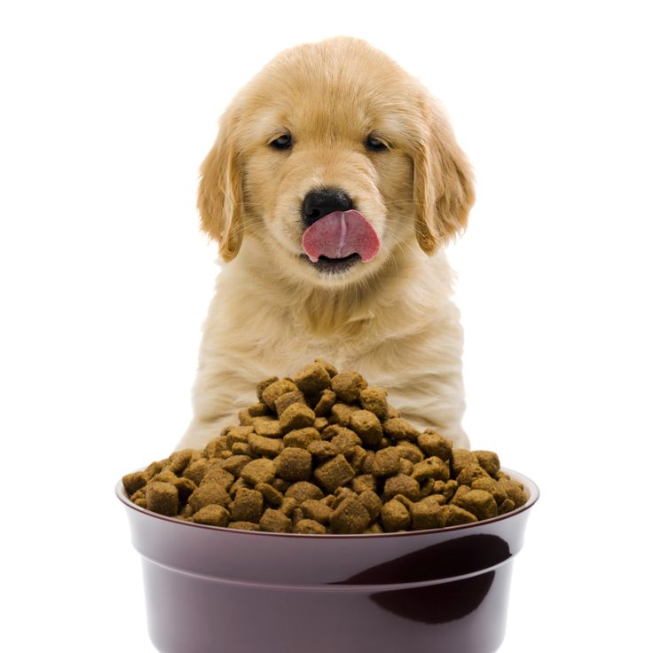 quality dog food