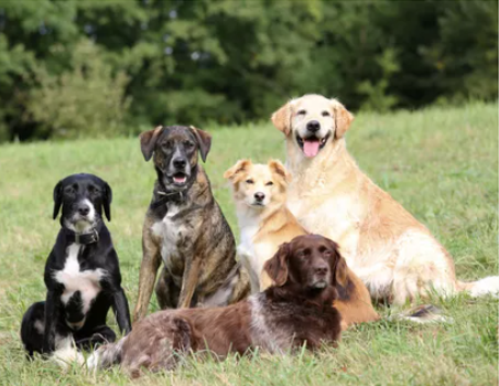 popular dog breeds