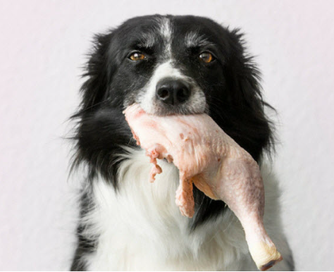 dog eat chicken