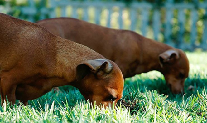 dogs eat poop