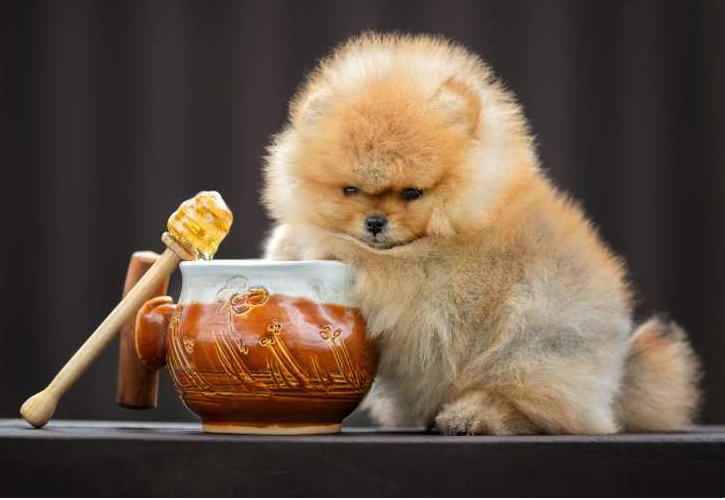 Is honey good for dogs