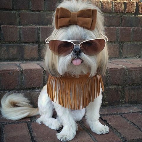 stylish dog