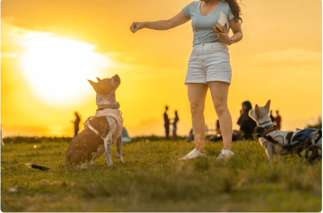 person rewarding a dog immediately after performing a command