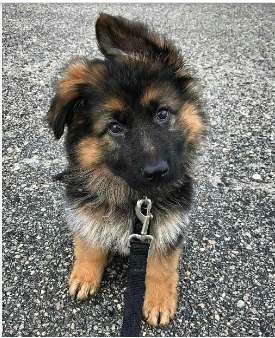 German Shepherd