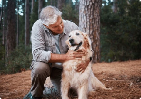 golden retriever