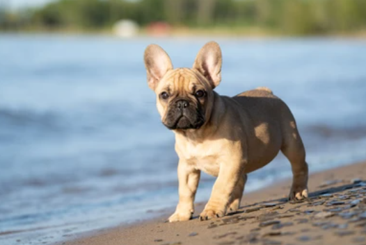 french bulldog