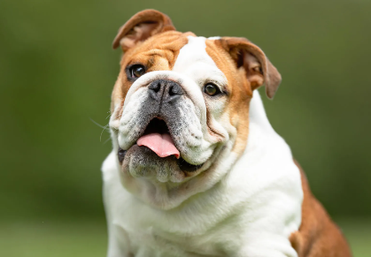 Bulldog