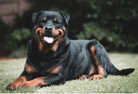 Rottweiler