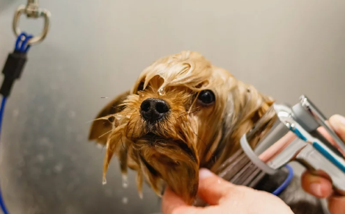 shower dog