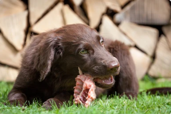 Dog eating raw chicken