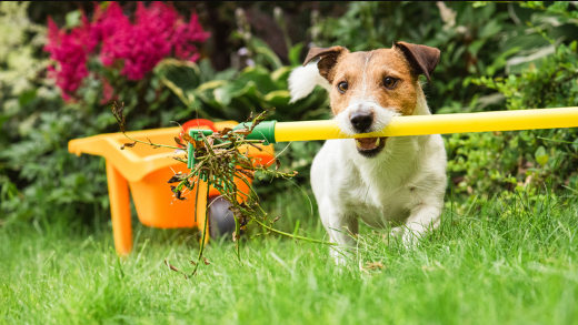 Dog in a Clean Yard