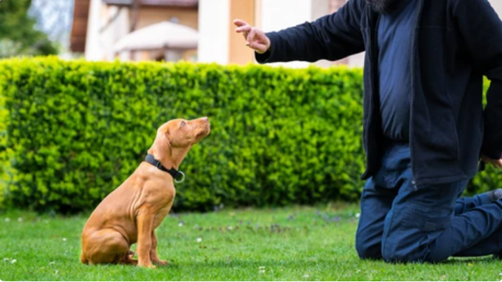 dog sitting on command