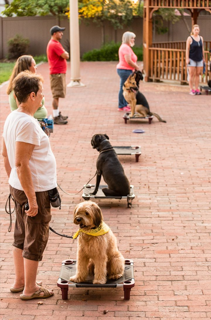 Reinforcement Training dogs