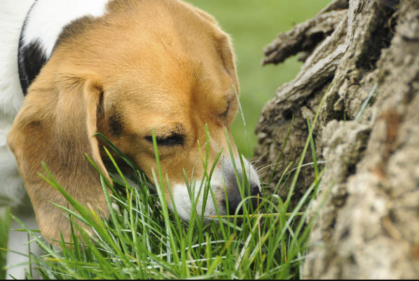 Why Dogs Eat Poop