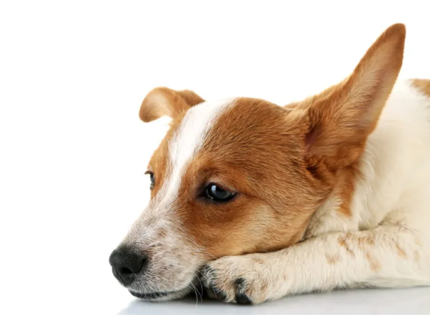 dog looking anxious when left alone