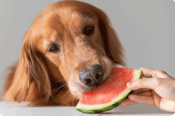 summer food dog eating watermelon