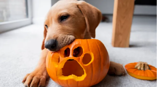 food dog dog eating Pumpkin