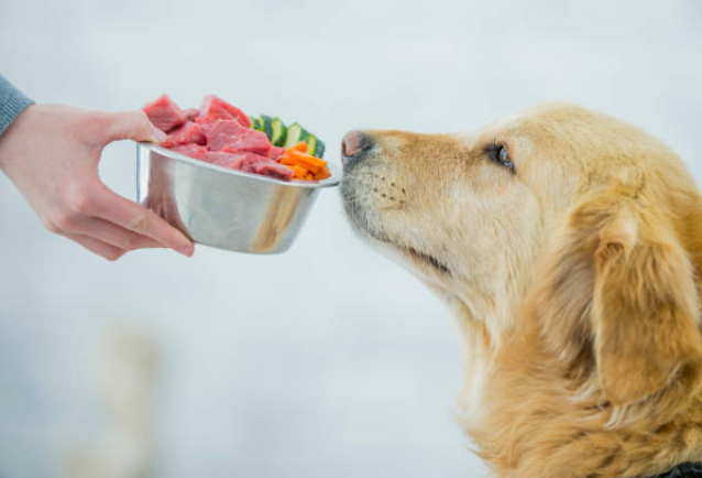 food dog eating Cucumbers and carrots