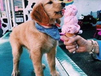 PUPPY AND ICE CREAM