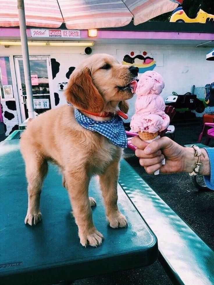 PUPPY AND ICE CREAM